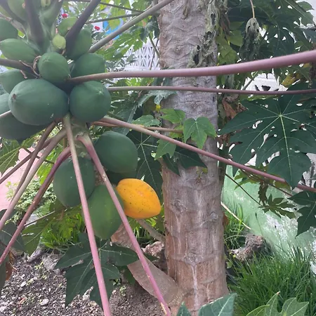 Apartamento De Invitados El Sauzal