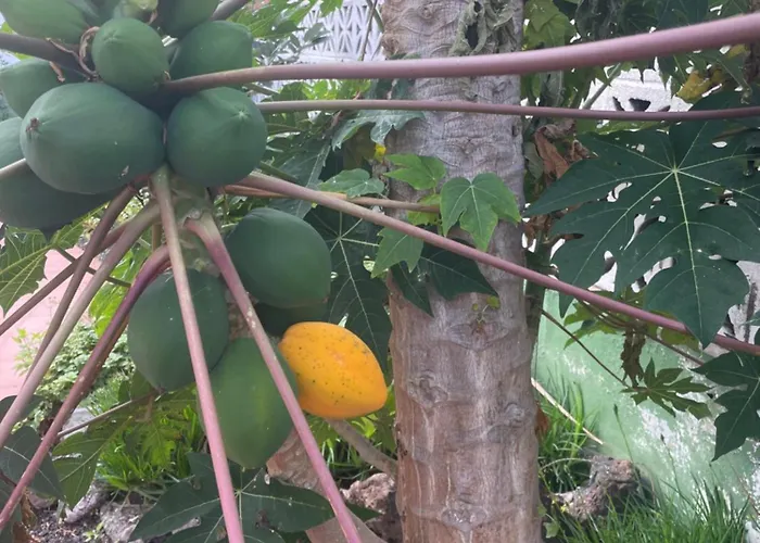 Apartmán De Invitados Sauzal